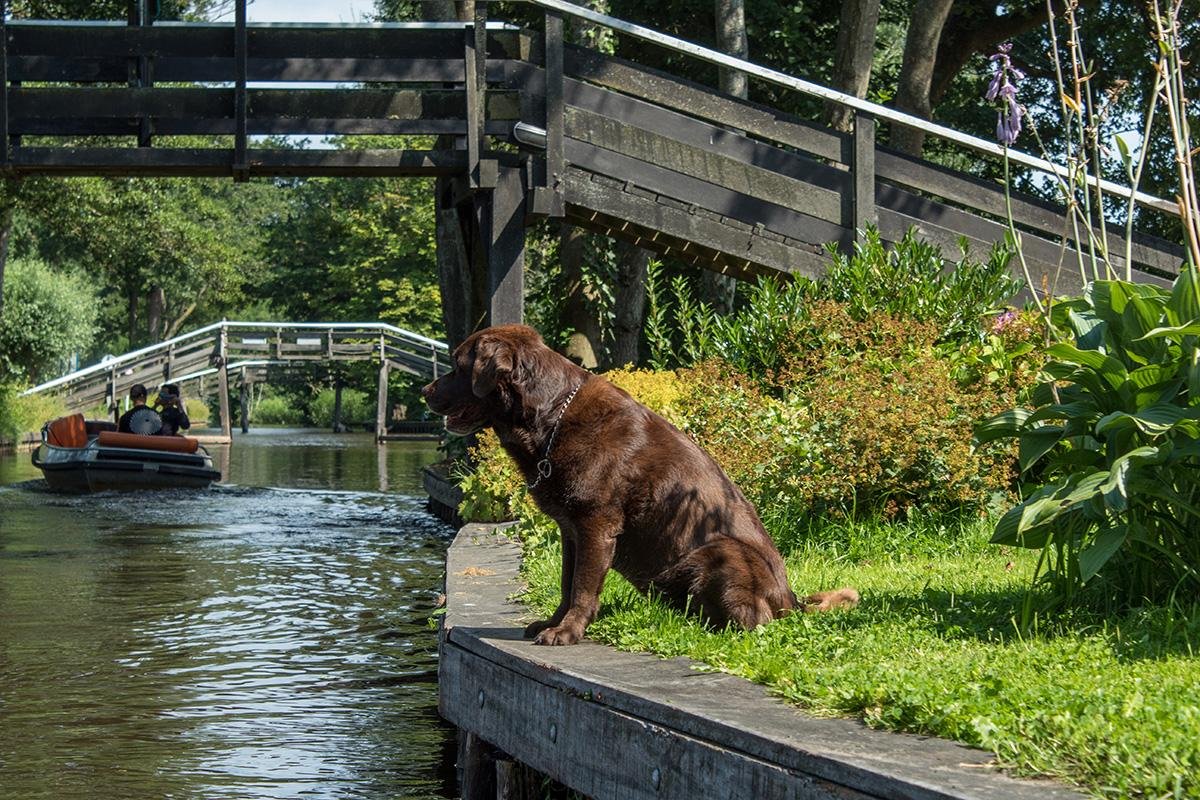 Giethoorn, dog waiting for water bus